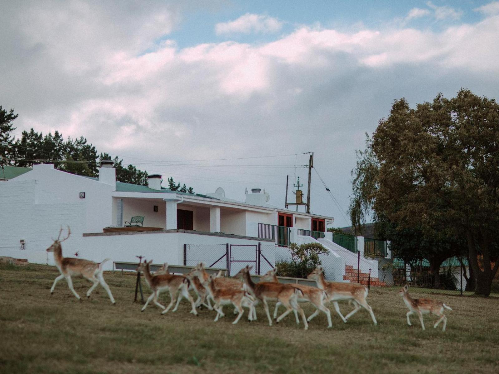 Ou Meul Farm Cottage Ботривиър Стая снимка